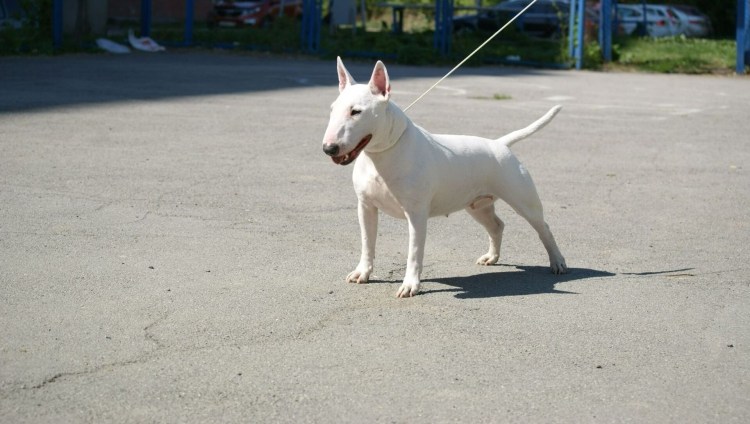 Staffordshire bull Terrier Tiger