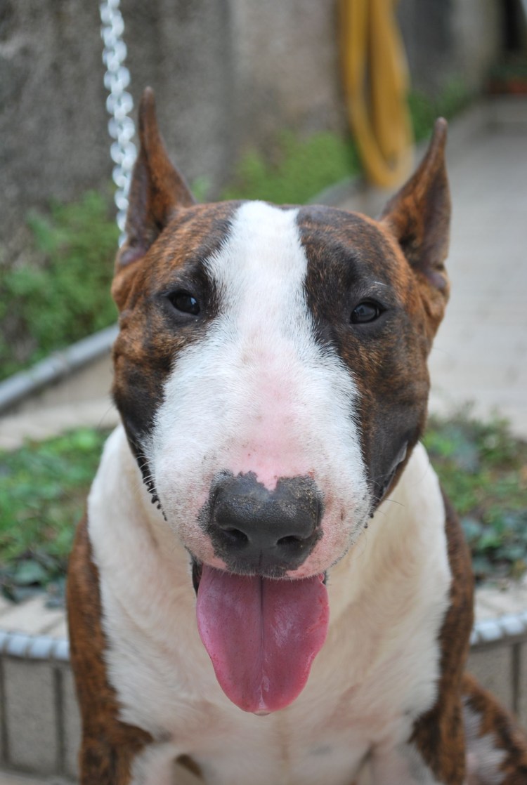 Страшные собаки бойцовых