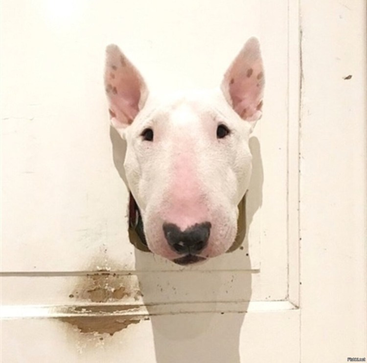 Бультерьер в лесу фото