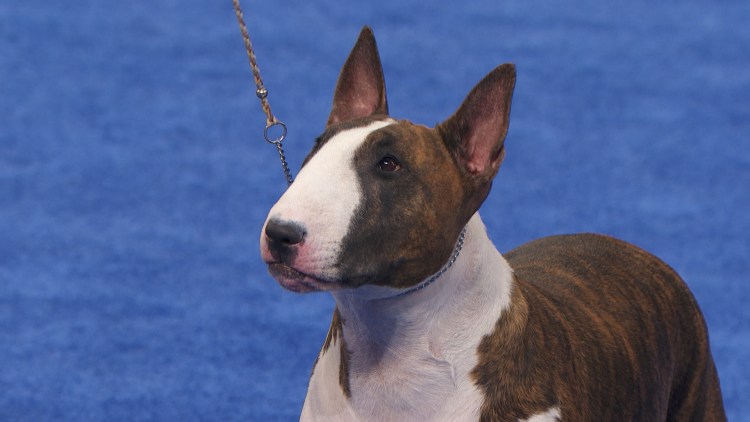 Бультерьер уши