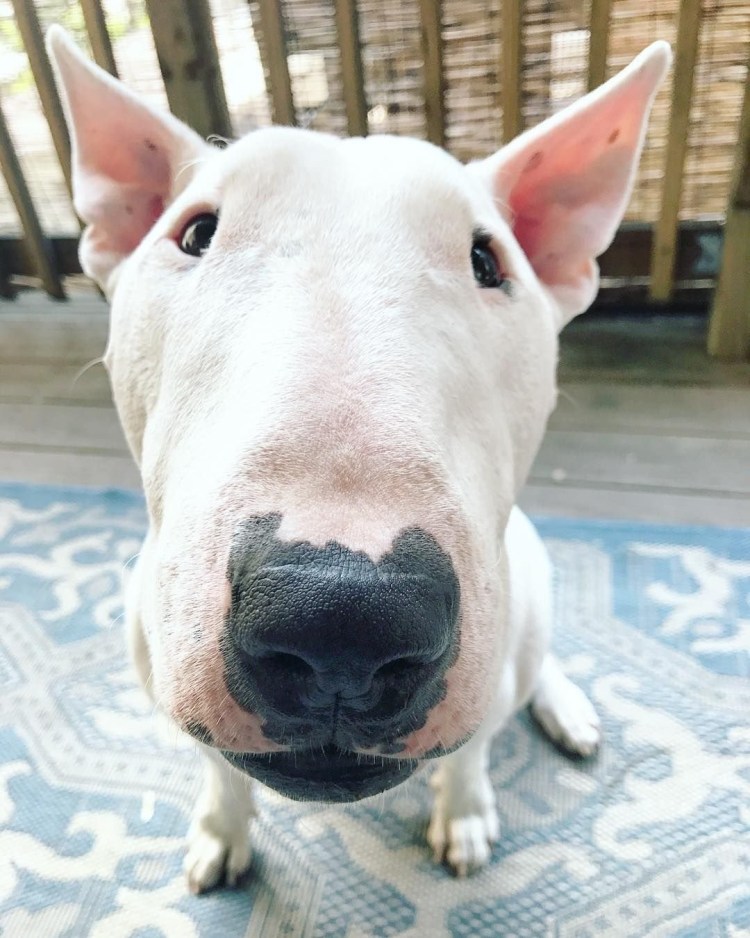 Бультерьер купированный