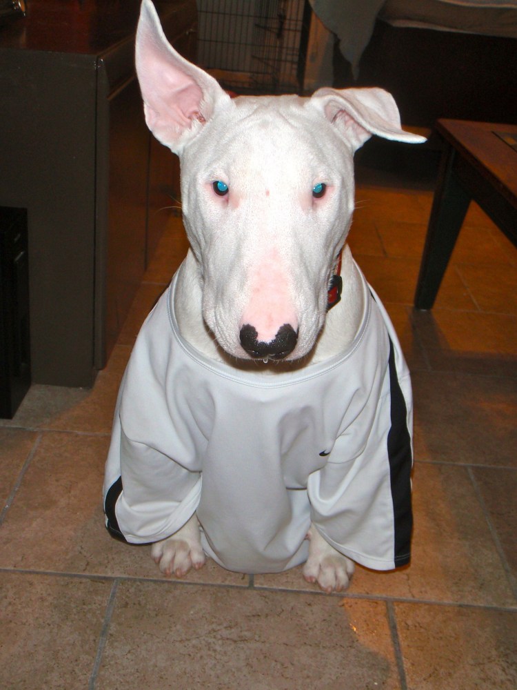 Бультерьер 89624564883