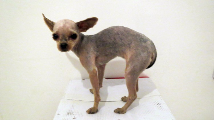 Американский голый терьер соболиный