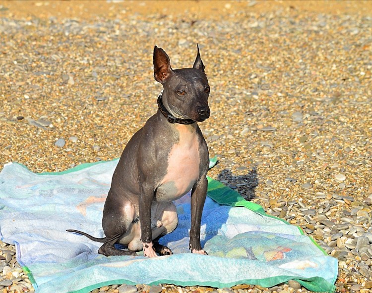 Американский терьер крысятник