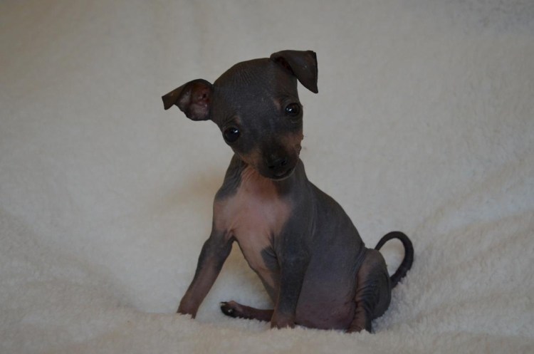 Американский лысый мини той терьер