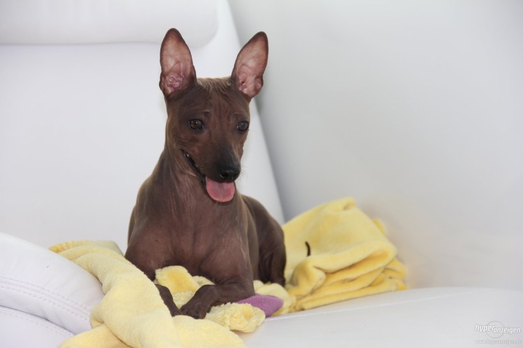 Терьер лысы1