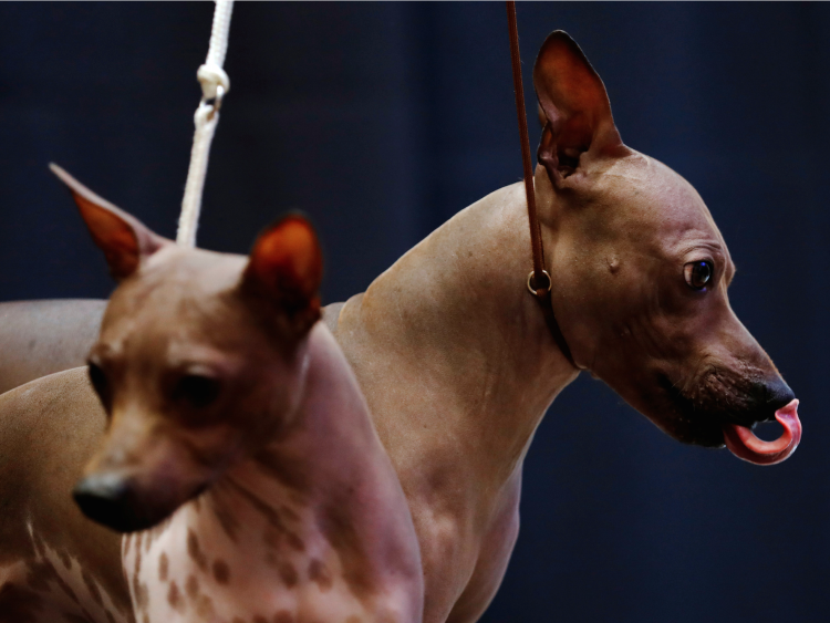 Американский терьер крысятник