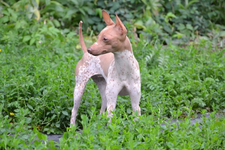 Порода собак чихуахуа