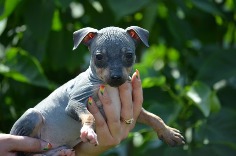 Той терьер лысый голубой