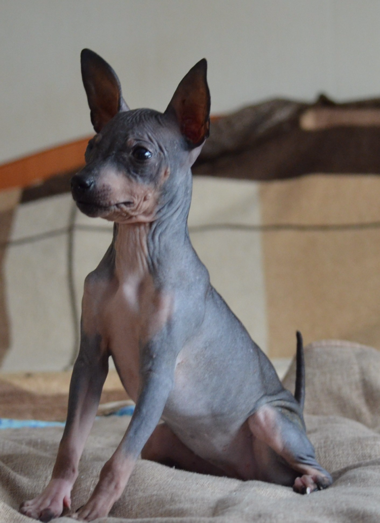 Терьер с бритой головой