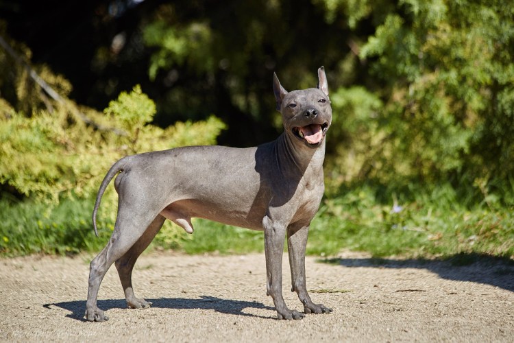 Кокс терьер американский
