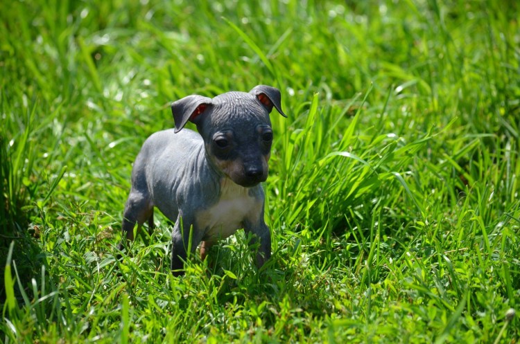 Рэт терьер черный