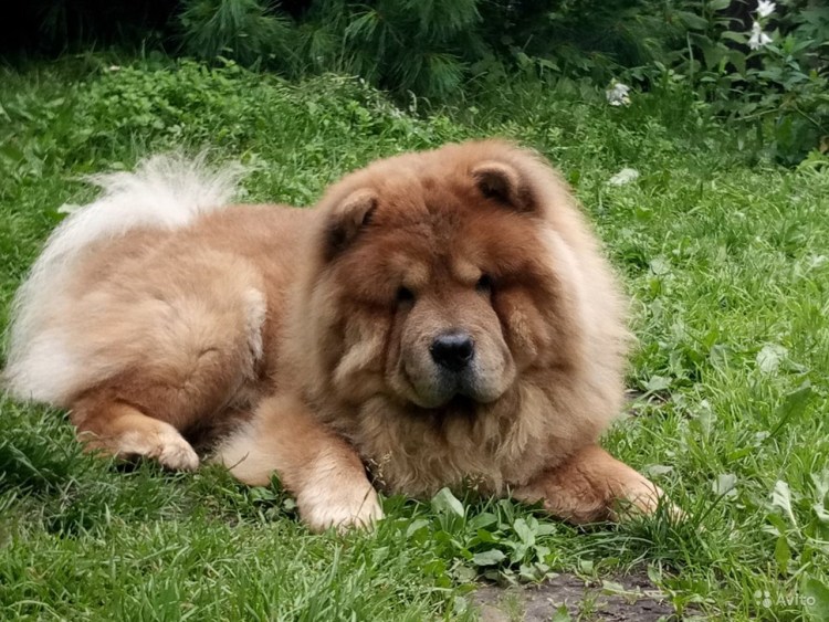 Чау чау цимтового окраса