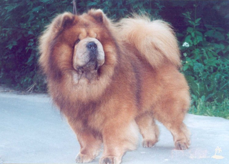 Цимтовый чау-чау