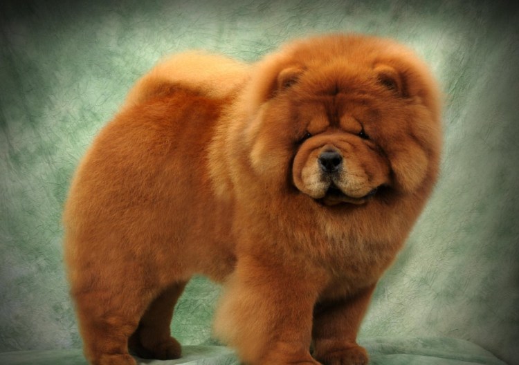 Чау-чау бежевый щенок