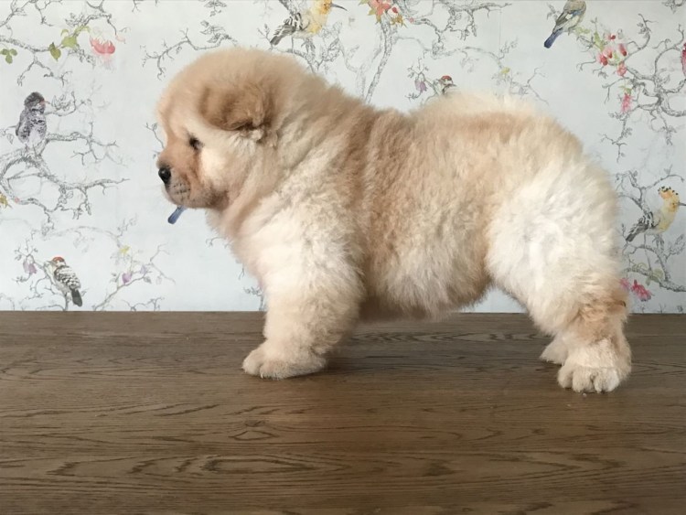 Чау чау голубой