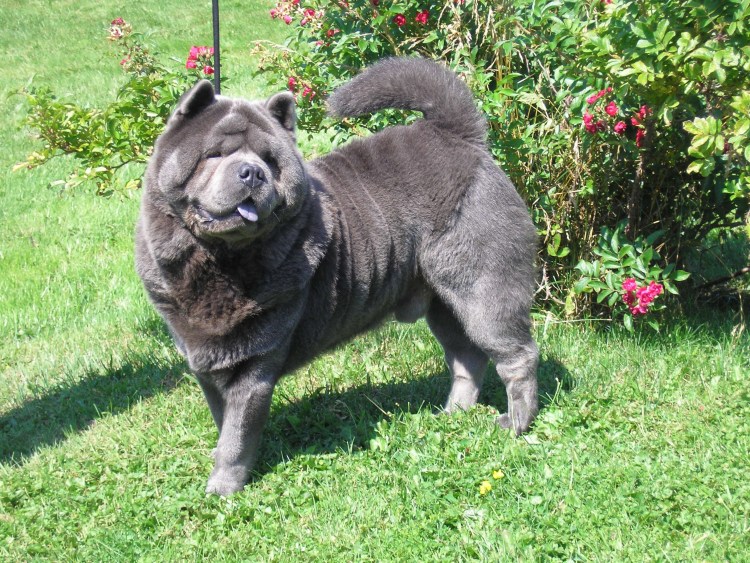 Чау чау альбинос