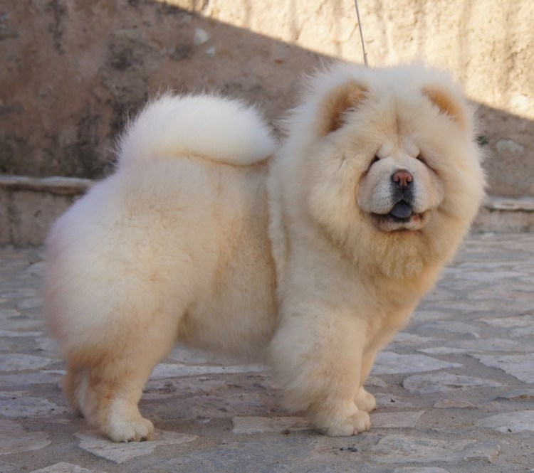 Помесь французского бульдога и чау-чау