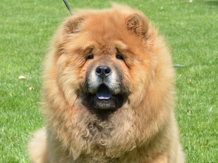 Чау чау белый