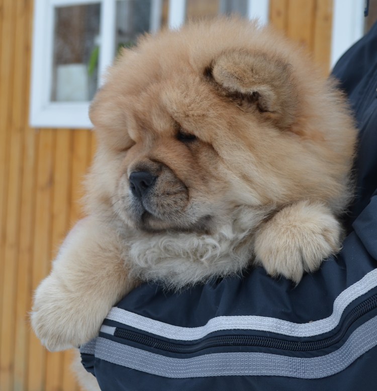 Чау чау подпалый