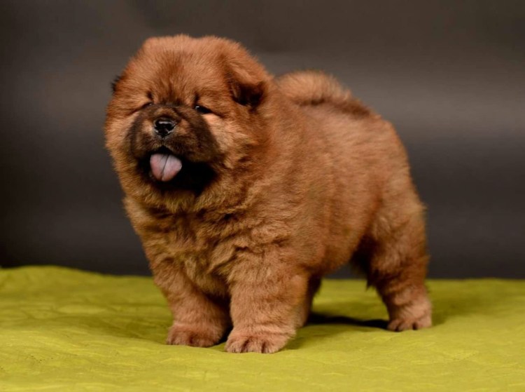 Аборигенный чау