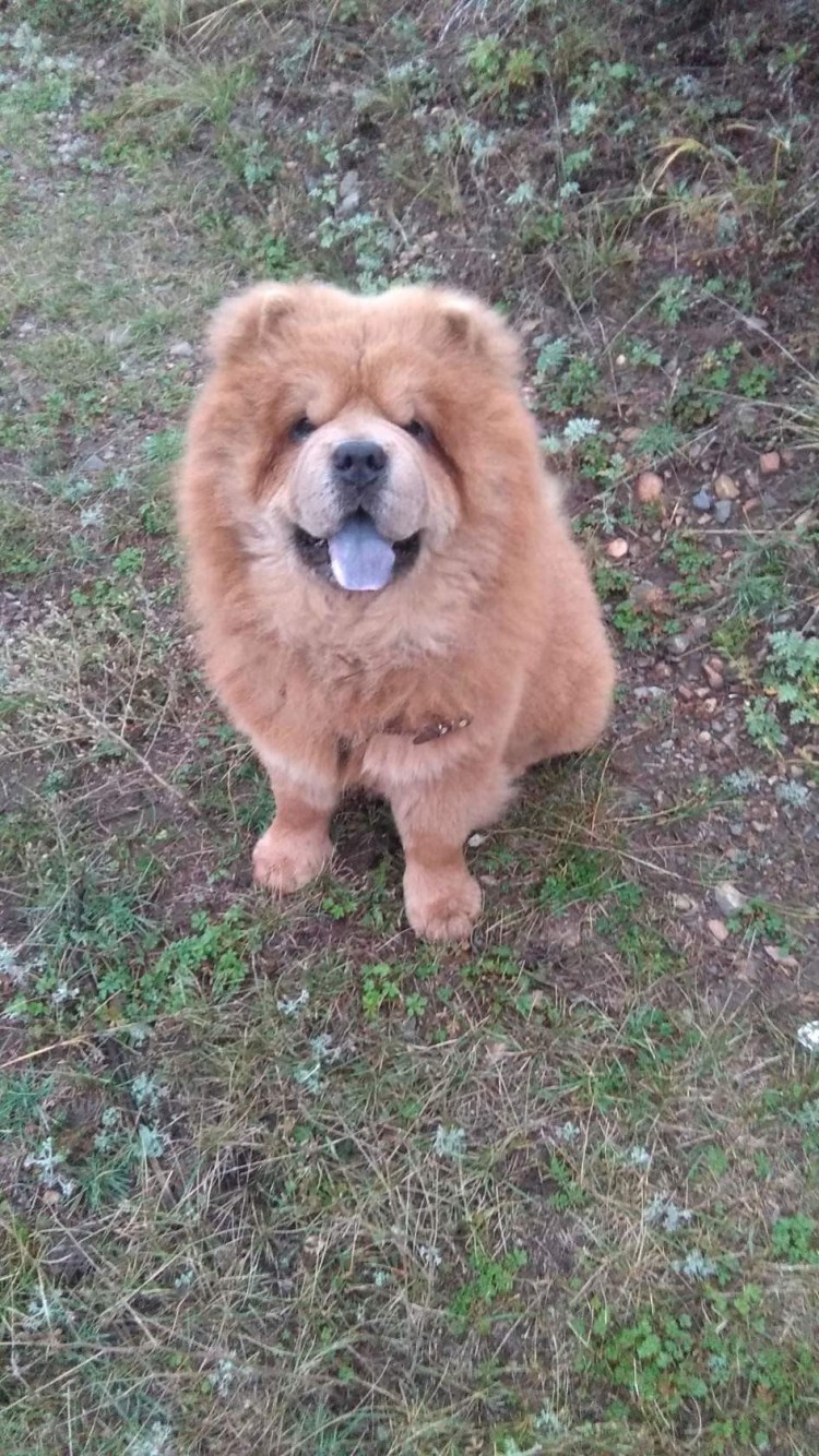 Чау-чау Мерль