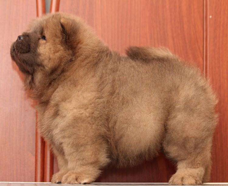 Мини чау-чау