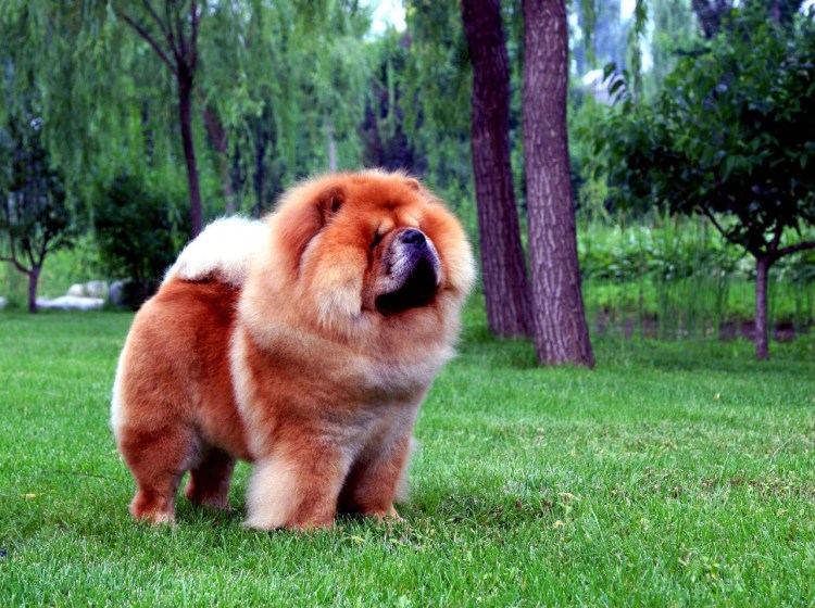 Кутята чау чау