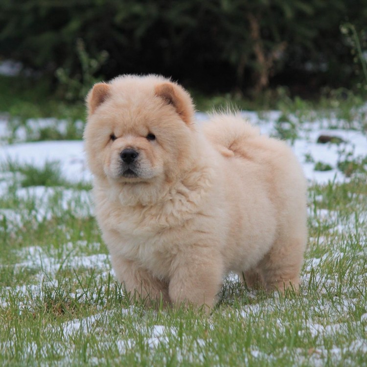 Порода Чао Чао