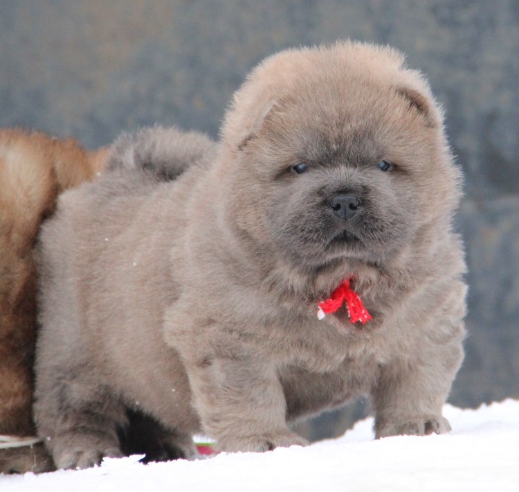 Порода собак чау-чау