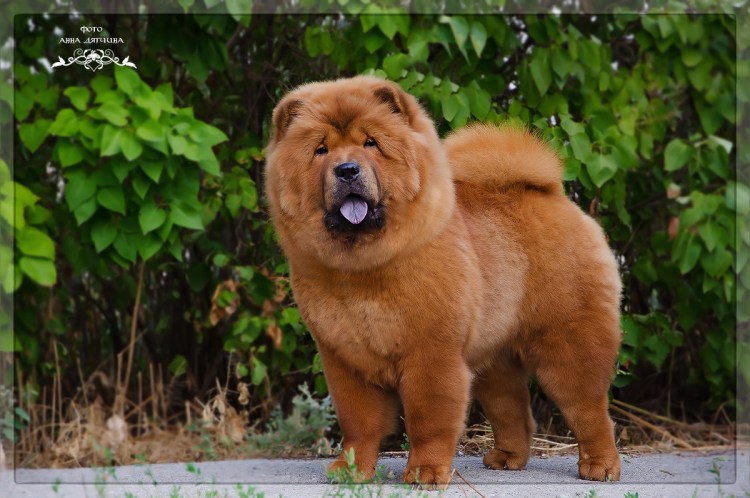 Чау чау смуф