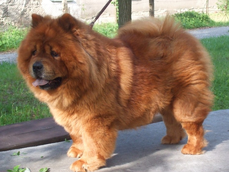 Порода чау чау