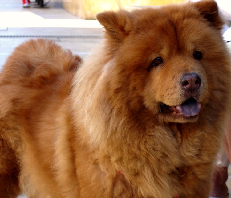 Пегий чау-чау