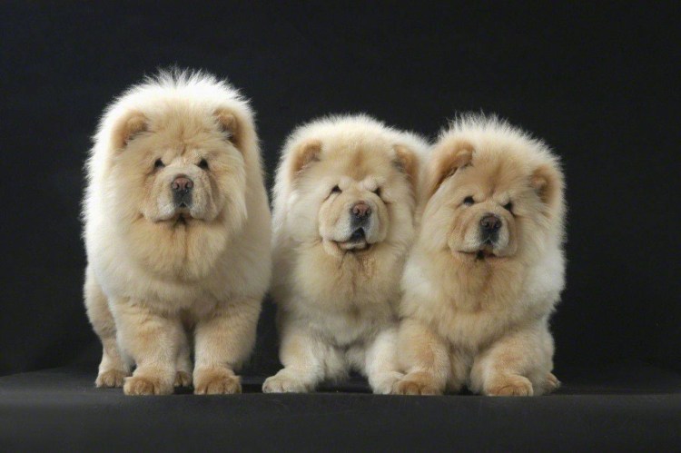 Чау чау щенок коричневый