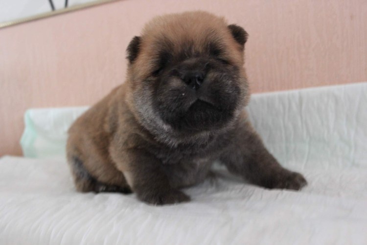 Чау-чау длинношерстный