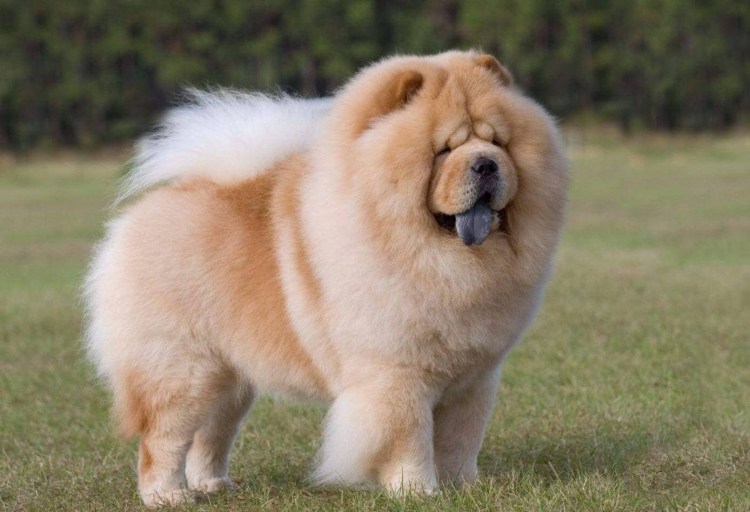 Балу собака