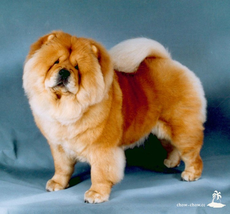 Питомник бис лак чау-чау