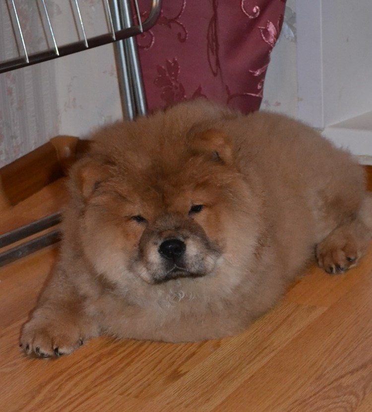 Шерсть чау чау 300 грамм