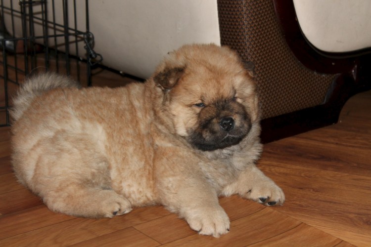 Косолапая собака порода