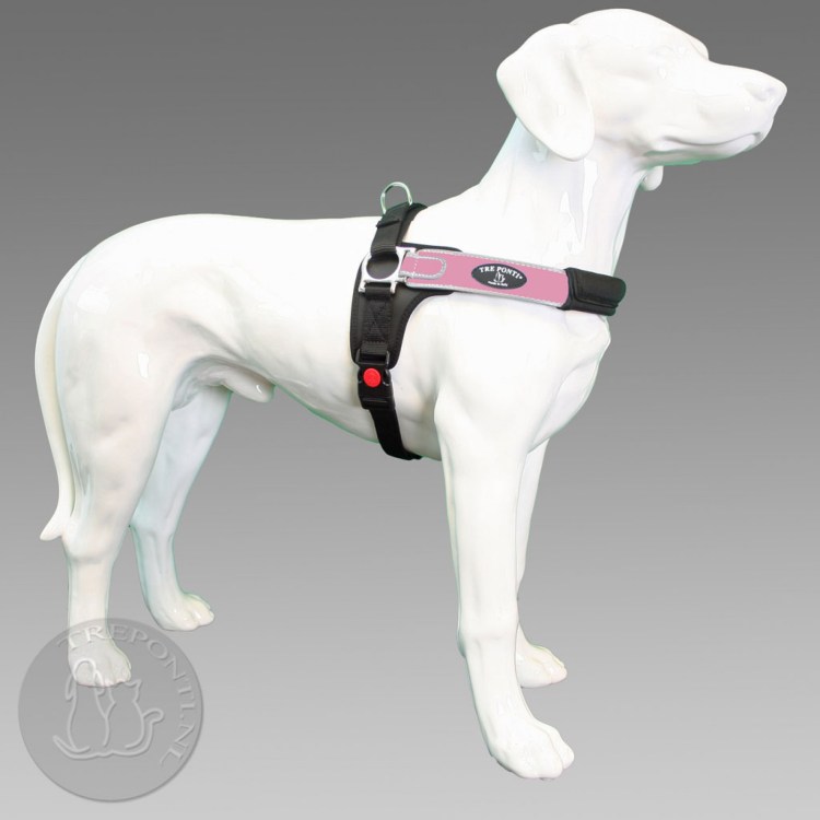 Фотосессия с бульдогом на поводке