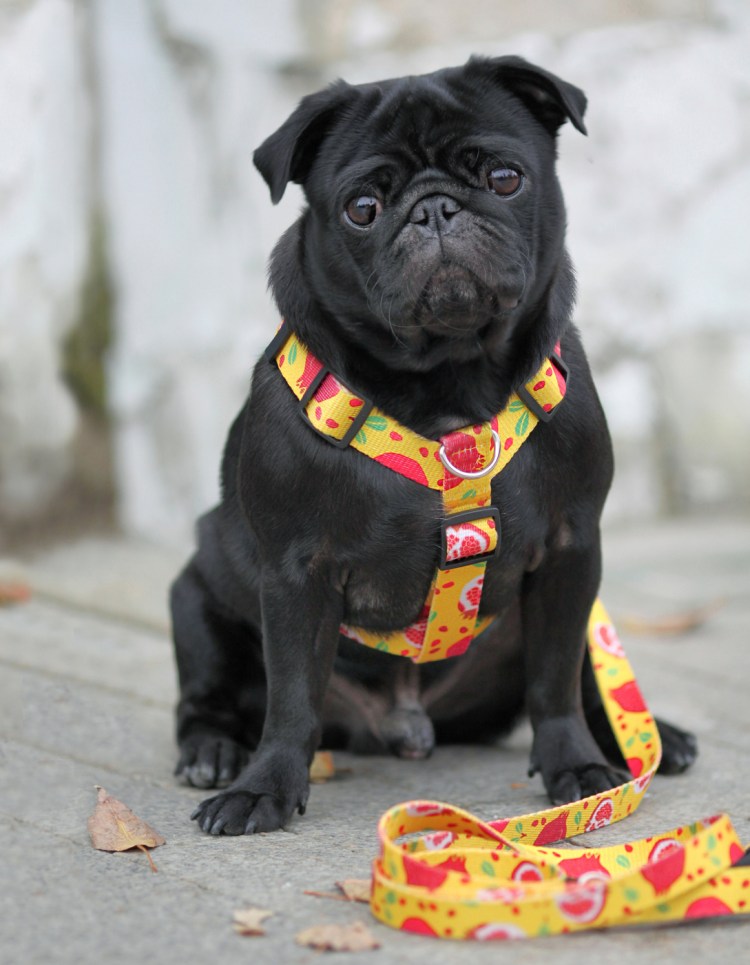 Ошейник для французского бульдога