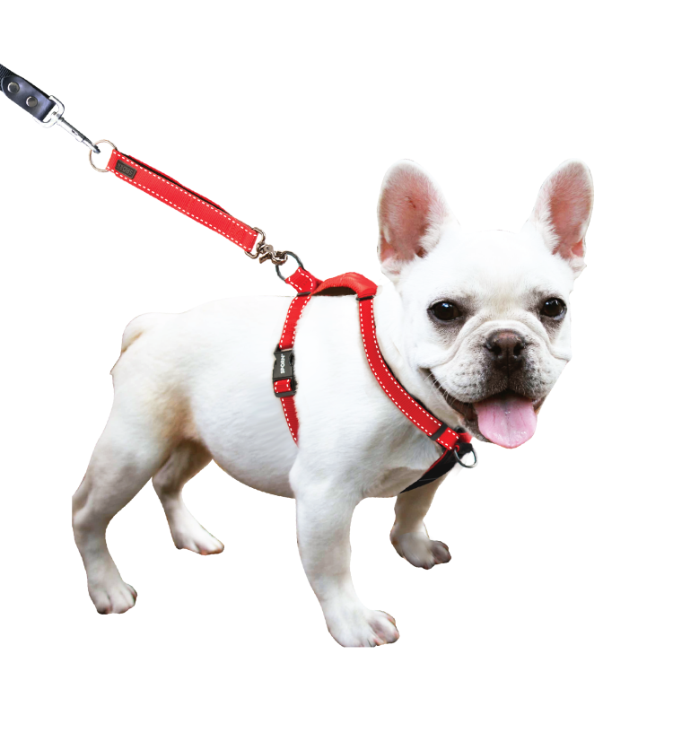 Голубой французский бульдог цепь накачанный