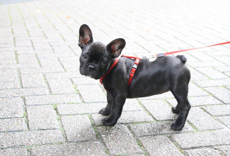 Цвергпинчер и французский бульдог