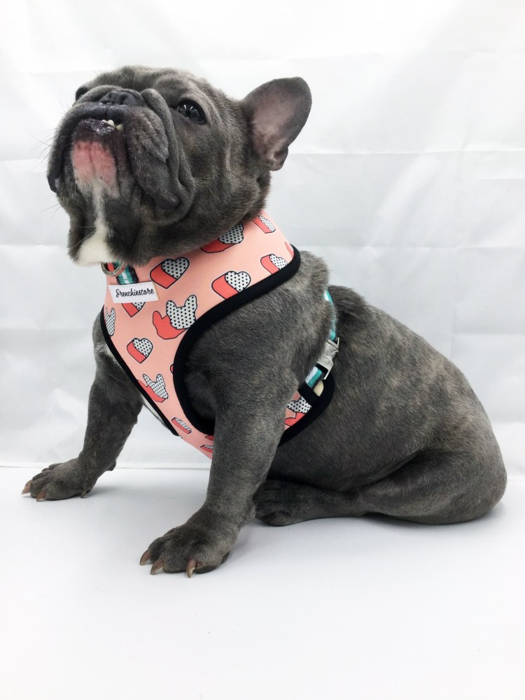 Шлейка для французского бульдога Frenchie