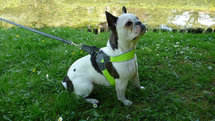 Шлейка waudog nylon лето