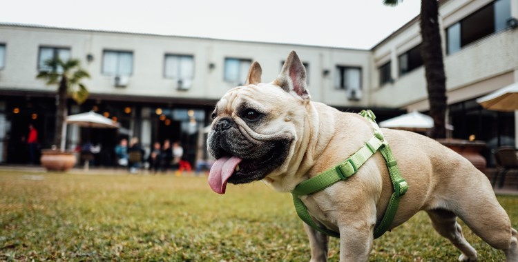 Французский бульдог и пуллер