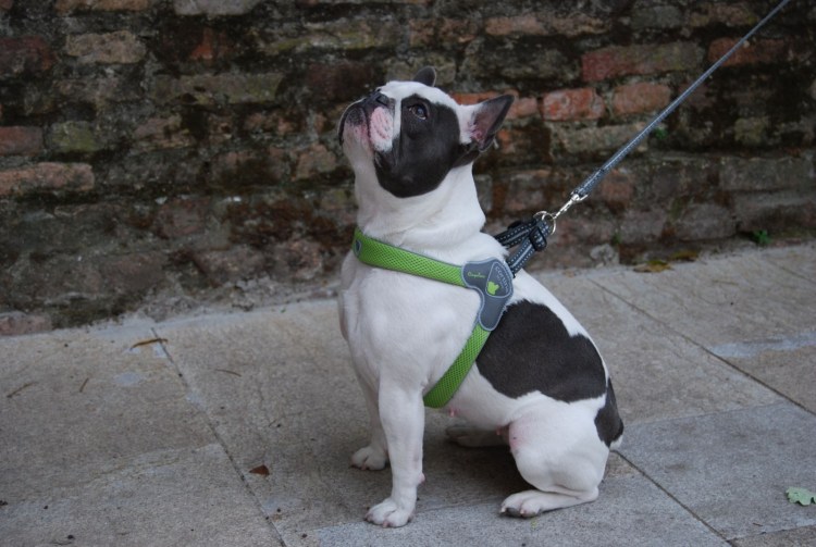 Шлейка для щенка французского бульдога