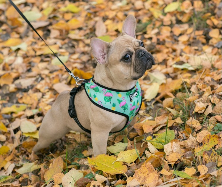 Шлейка для маленькой собаки