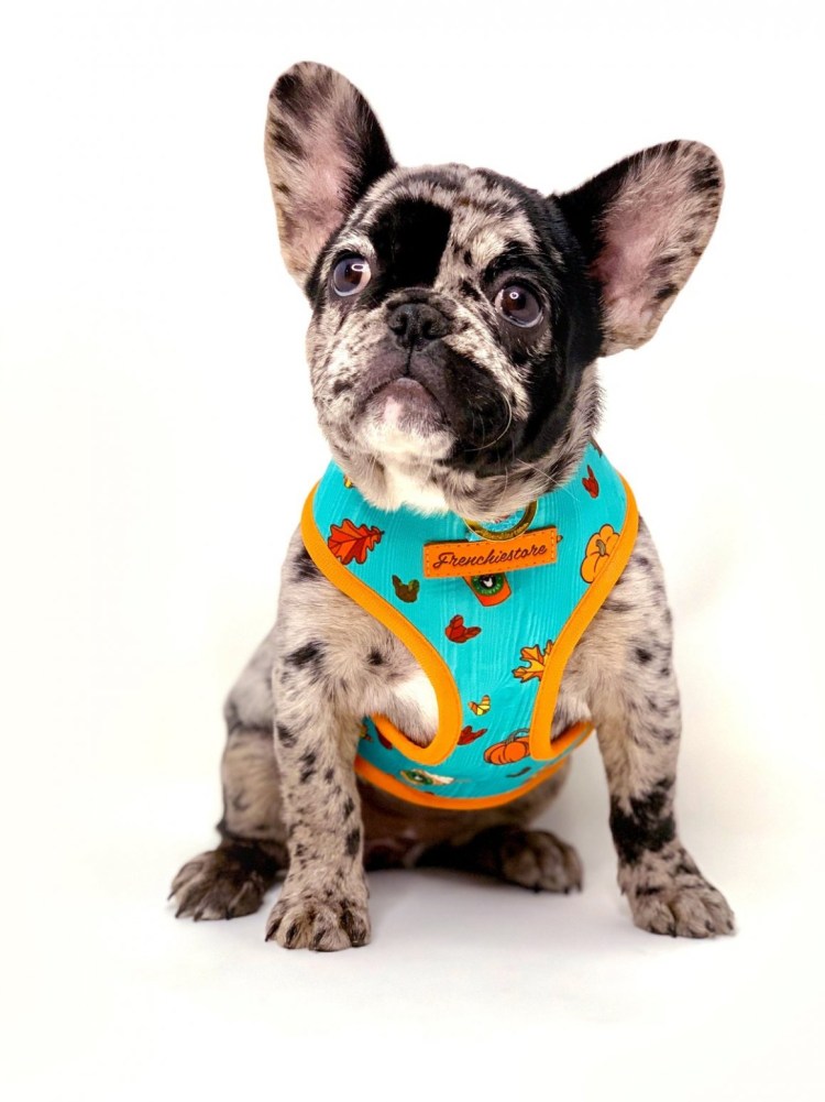 Ошейник для французского бульдога