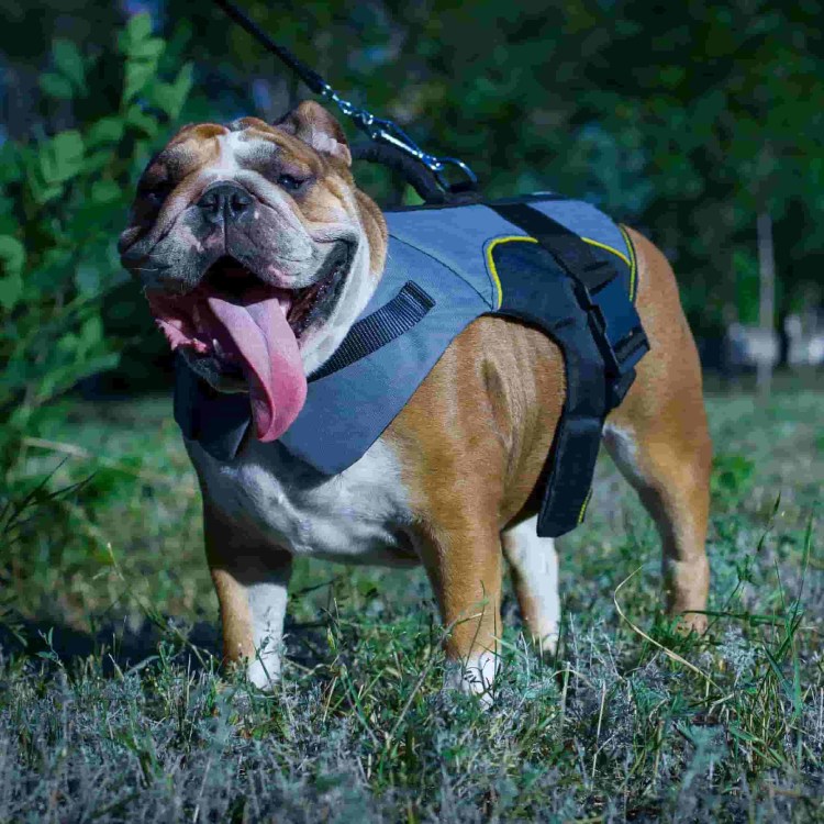 Шлейка-жилетка Puppy-Dog